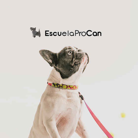Branding Web proyectos peluqueria canina